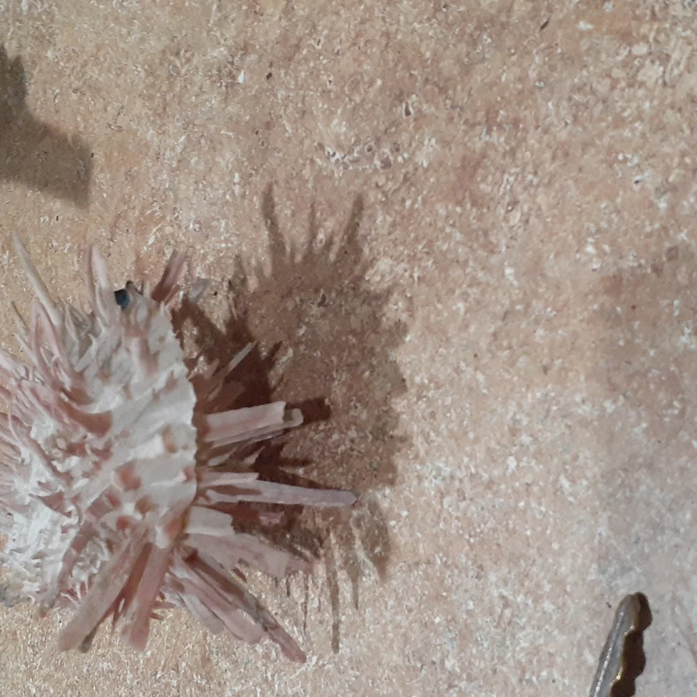 SeaShell - Picture 4 of 4